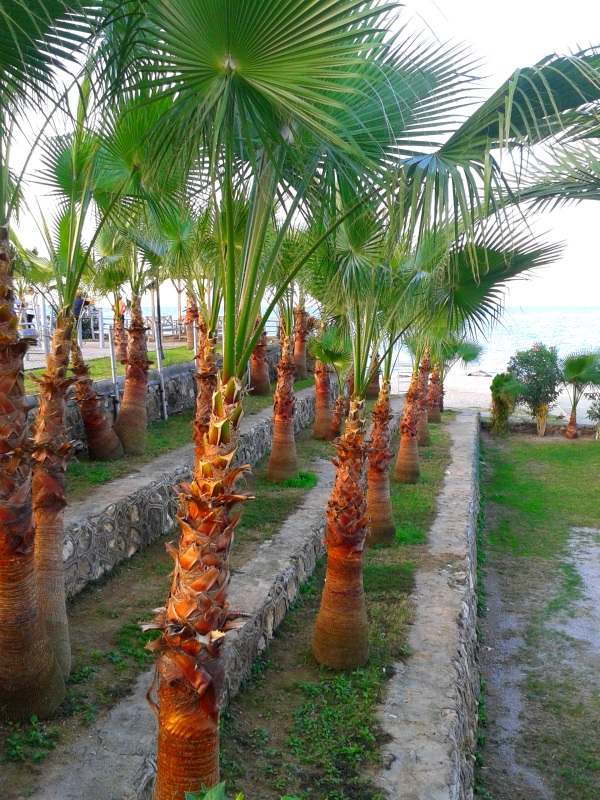 пальмы фото, пальмы в турции, пальмы в аланьи, саговая пальма фото, пальма вашингтония фото