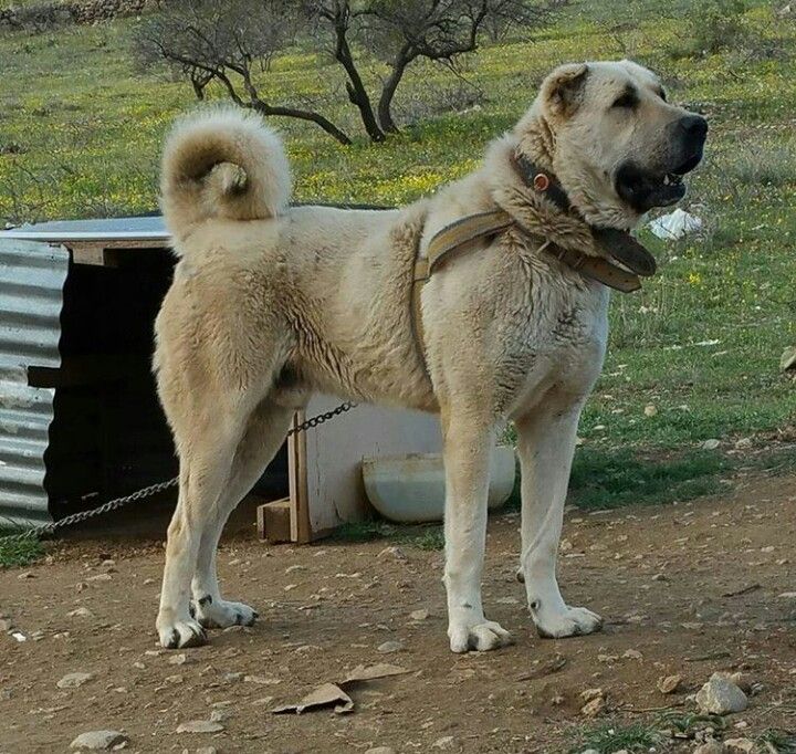 Кангала собака