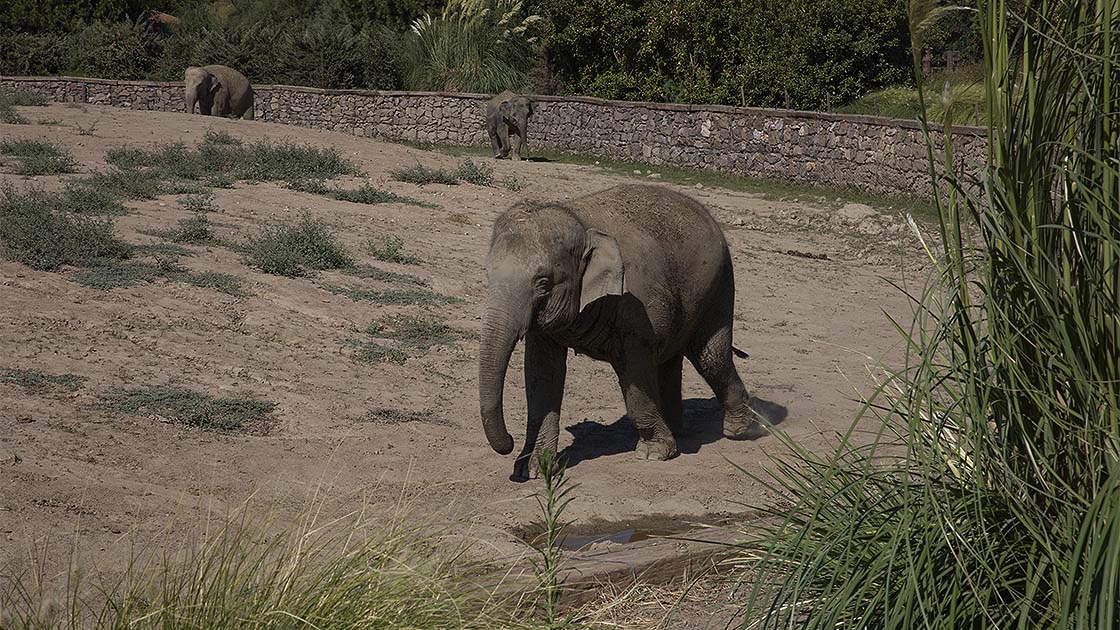 Зоопарк Измир. Слониха рожает слоненка. Имена для слонов.